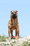 SHAR-PEI 064